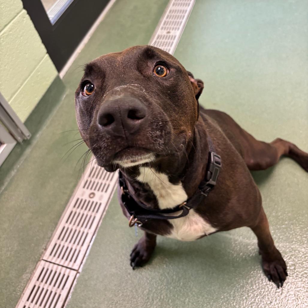 Max, Adoptable, Adult Male English Bulldog & Mixed Breed.