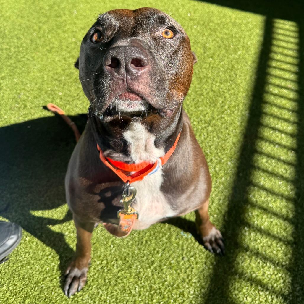 Enlarge Max, a Adoptable mixed breed in West Palm Beach, FL image 2/2