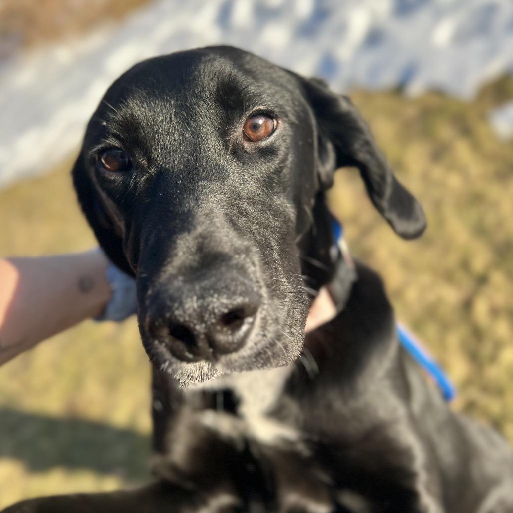 Enlarge Duck, a Adoptable Mixed Breed in Wantagh, NY image 6/6
