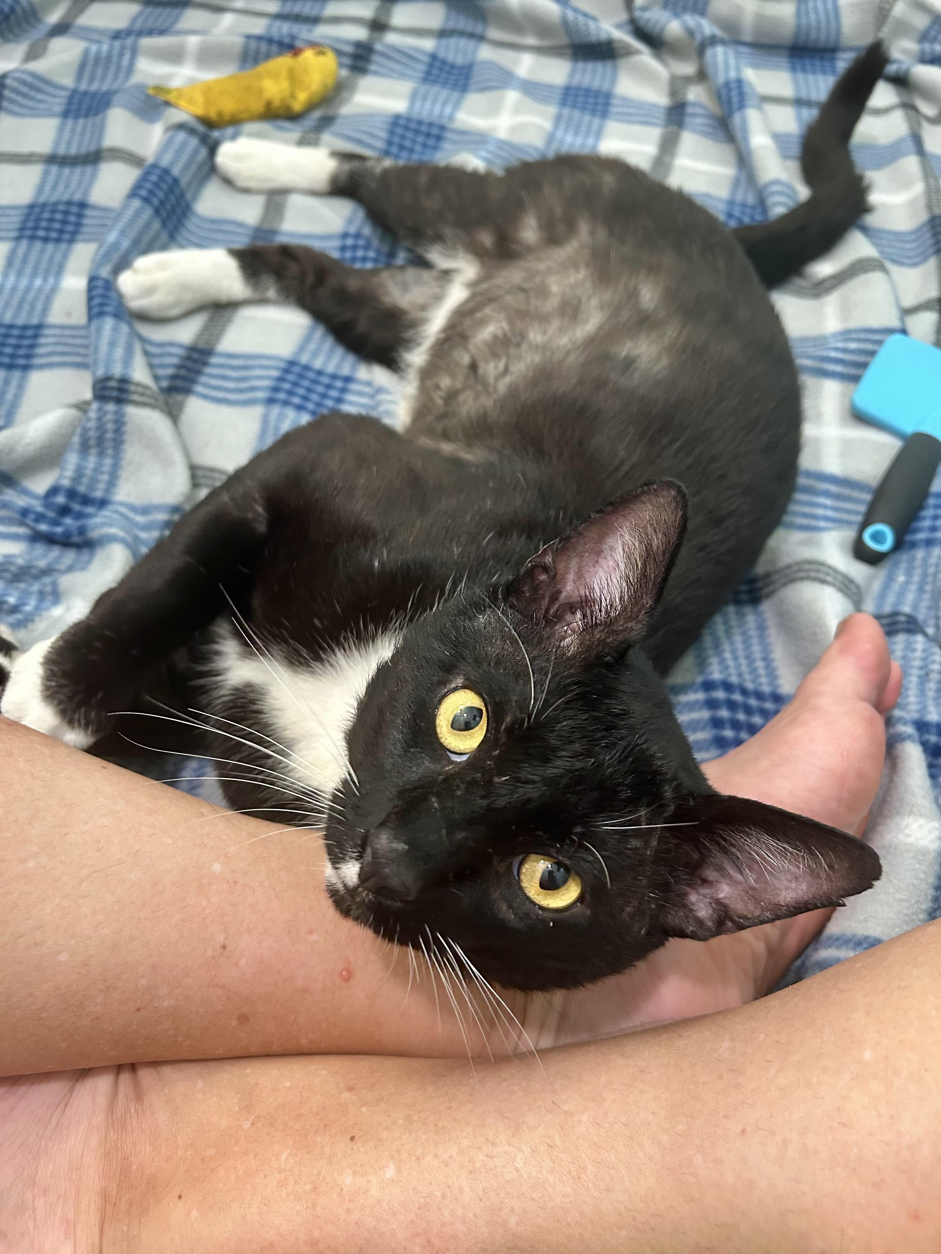 Maui (super social) WATCH Video, a ADOPTABLE Domestic Short Hair in Port Orange, FL image 2/6
