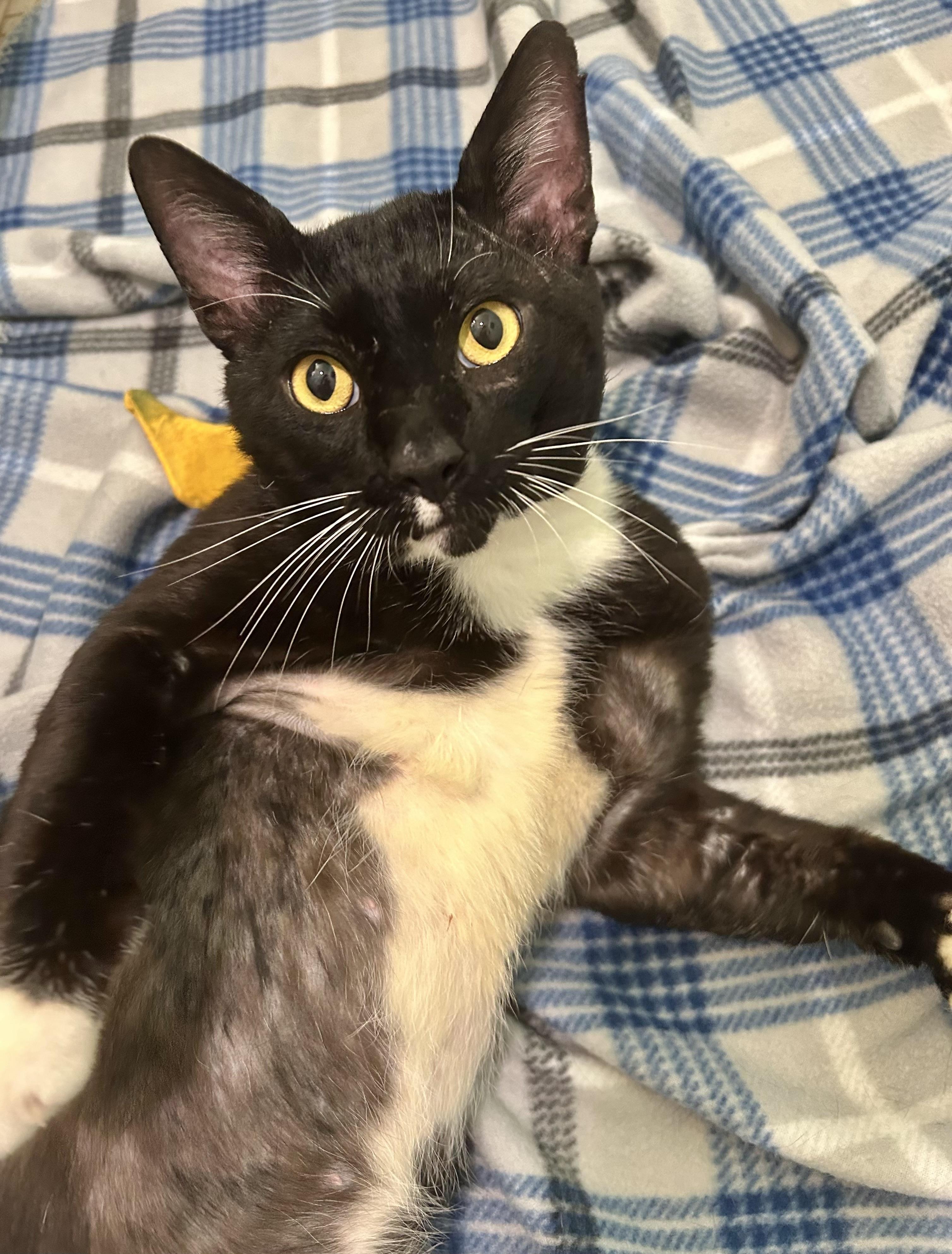 Maui (super social) WATCH Video, a ADOPTABLE Domestic Short Hair in Port Orange, FL image 5/6