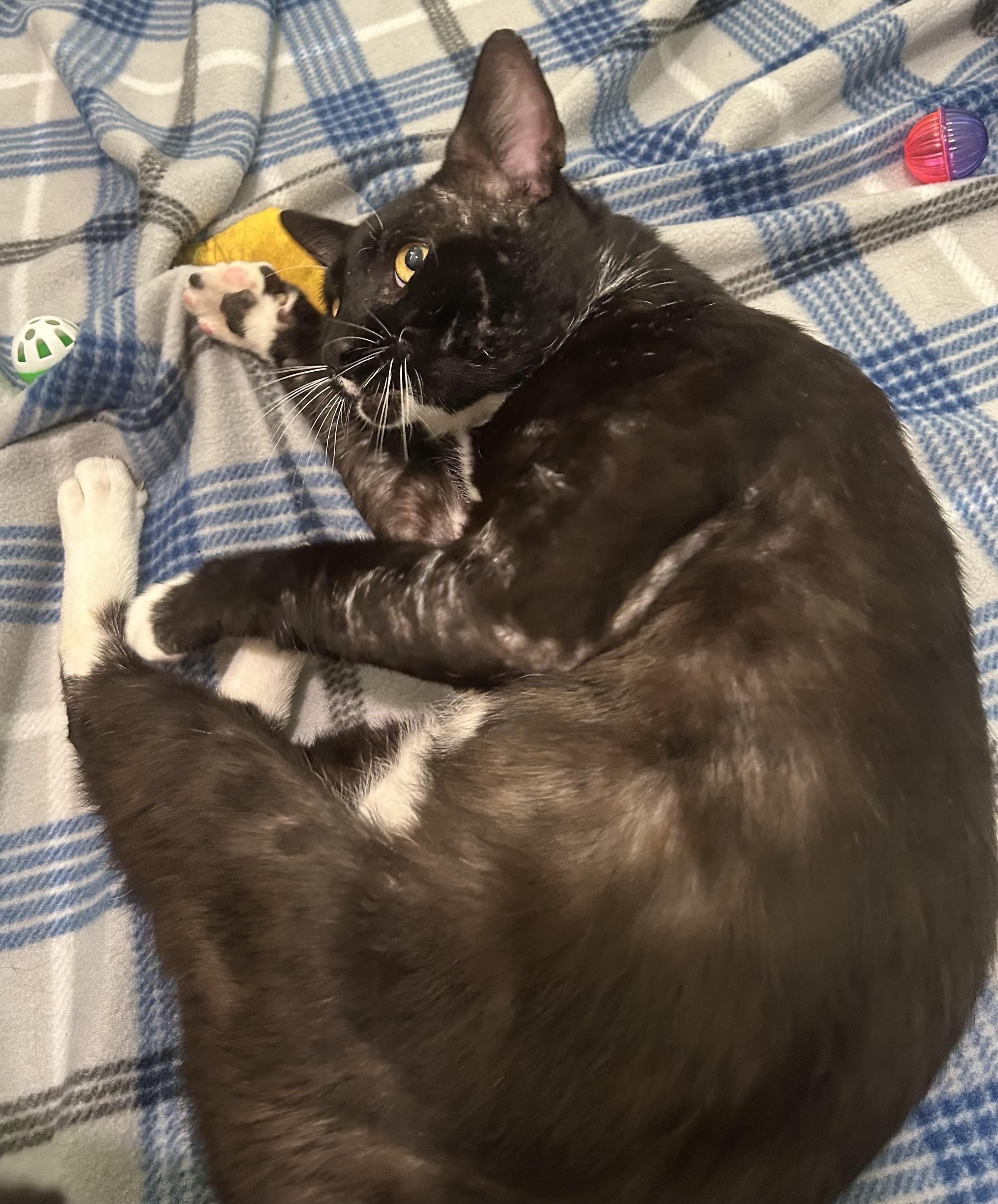 Maui (super social) WATCH Video, a ADOPTABLE Domestic Short Hair in Port Orange, FL image 6/6