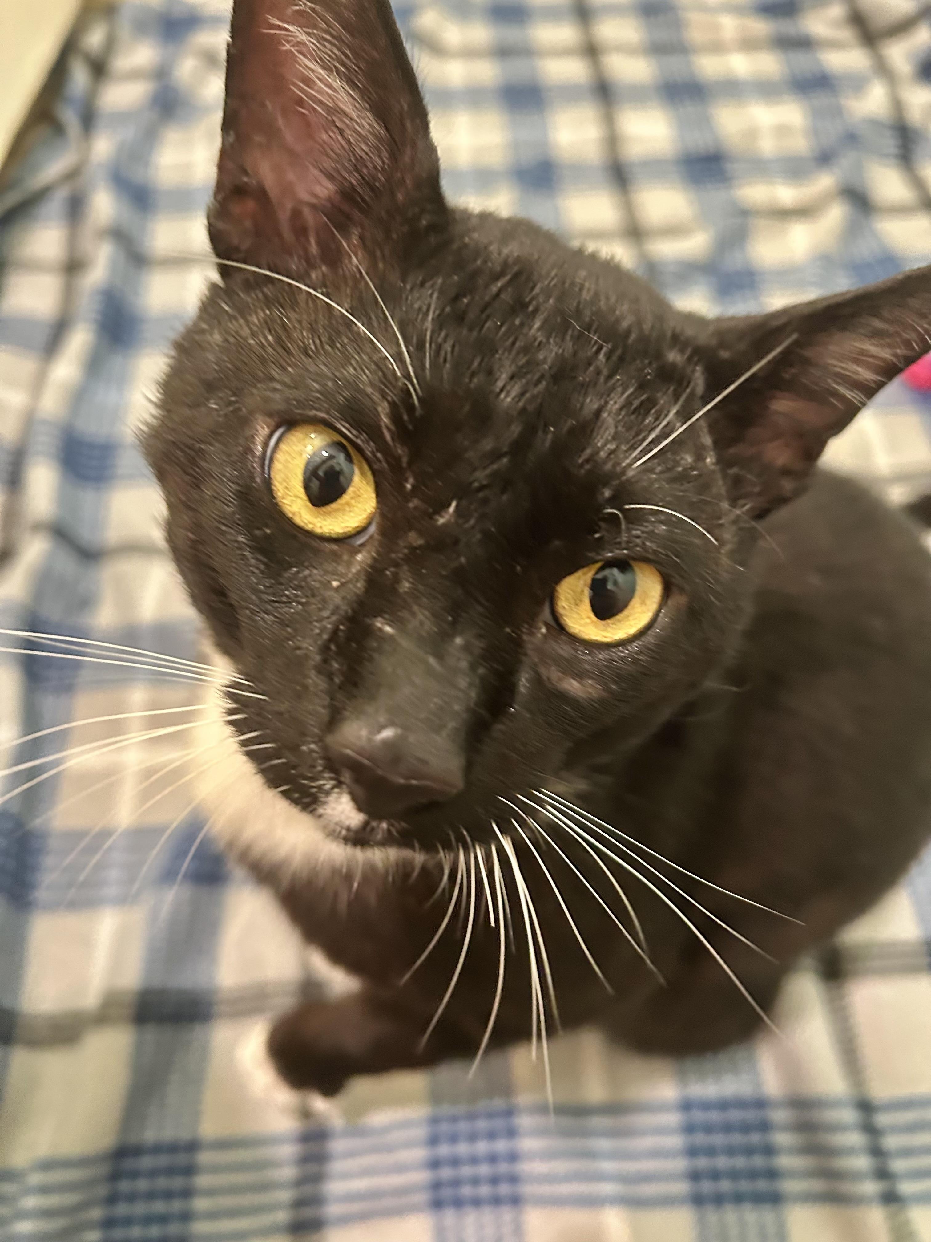 Maui (super social) WATCH Video, a ADOPTABLE Domestic Short Hair in Port Orange, FL image 1/6