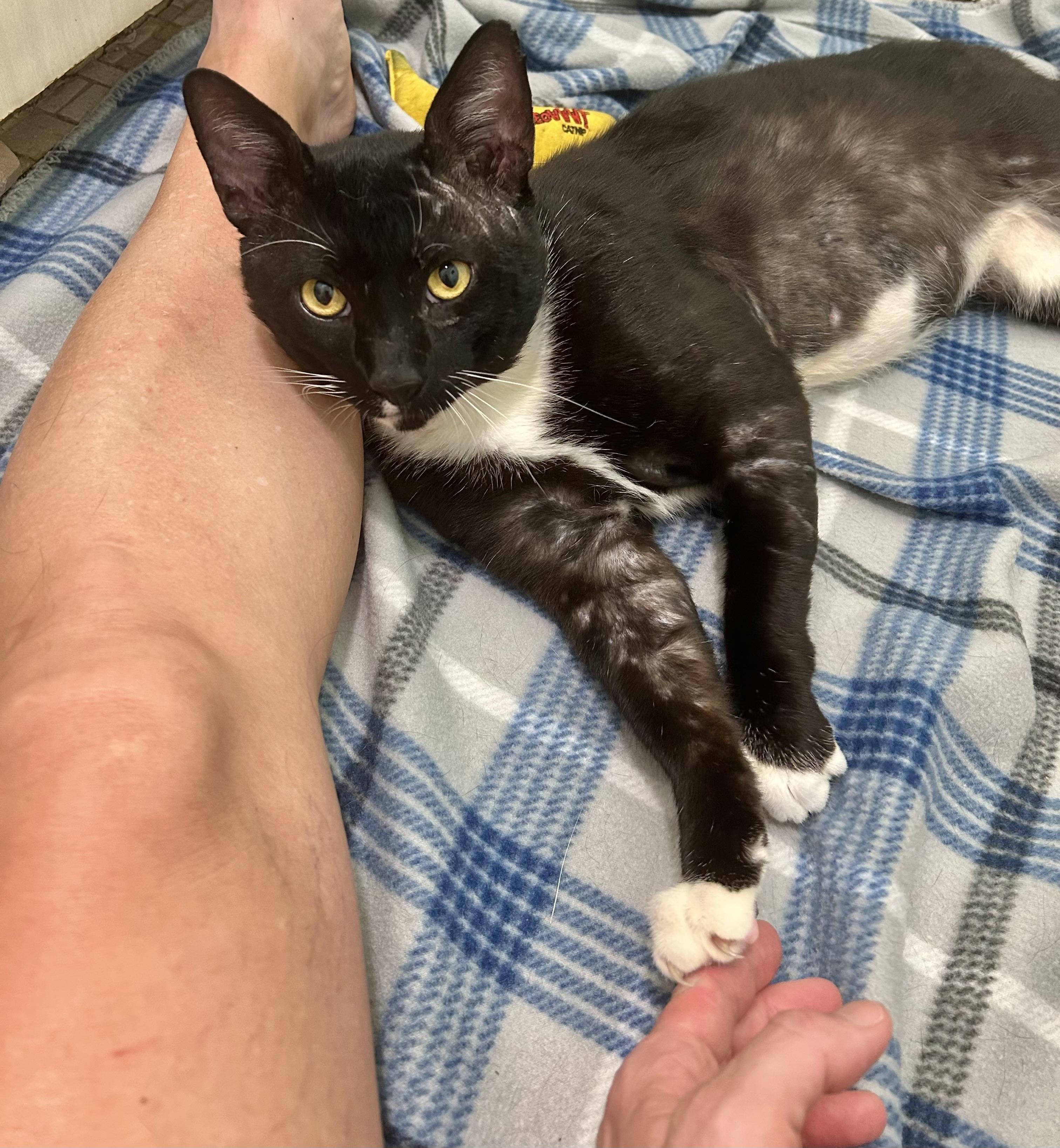 Maui (super social) WATCH Video, a ADOPTABLE Domestic Short Hair in Port Orange, FL image 4/6
