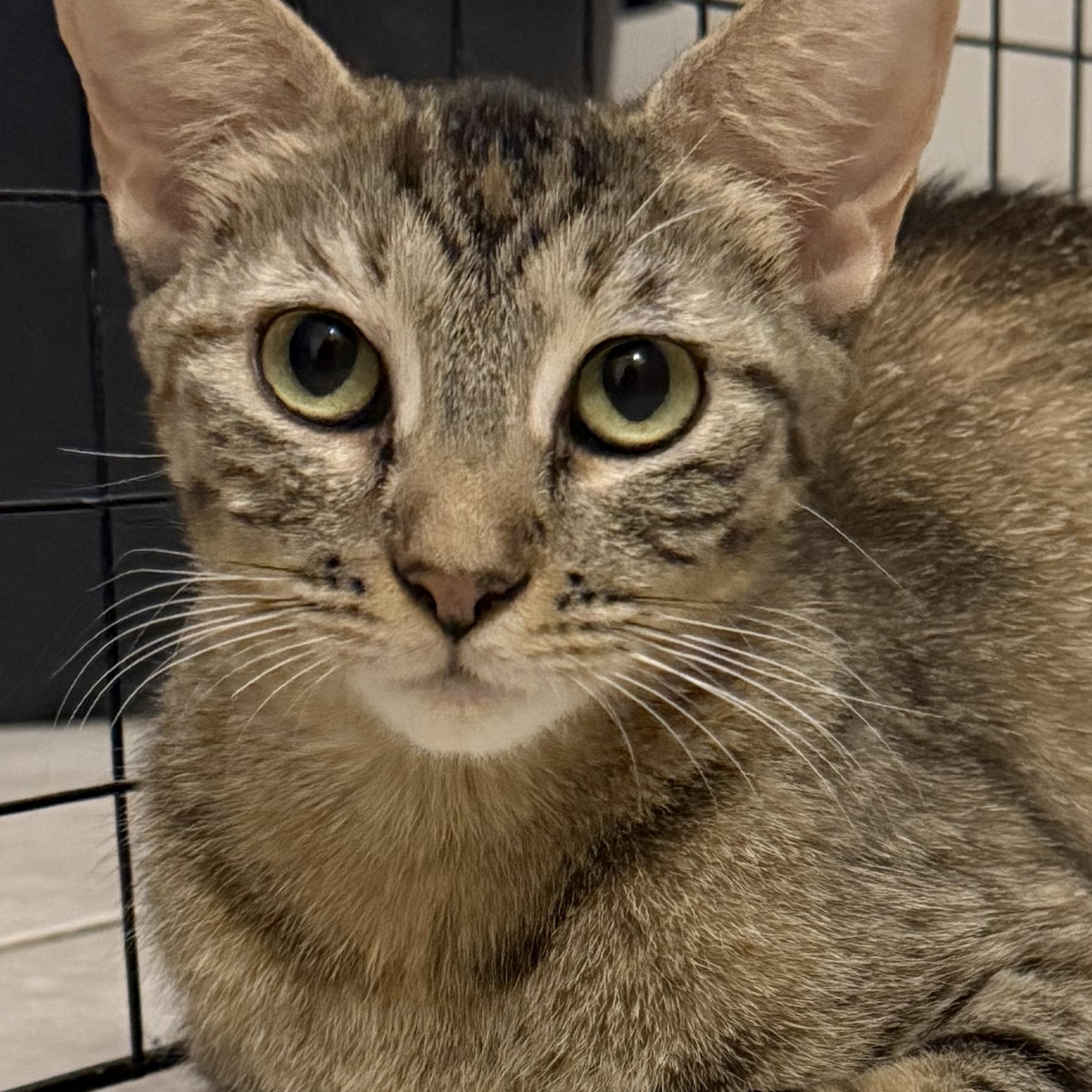 Dr. Martinez, Adoptable, Young Female Tabby.