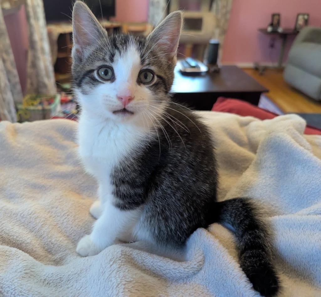 Optic, Adopted, Kitten Male Domestic Short Hair.
