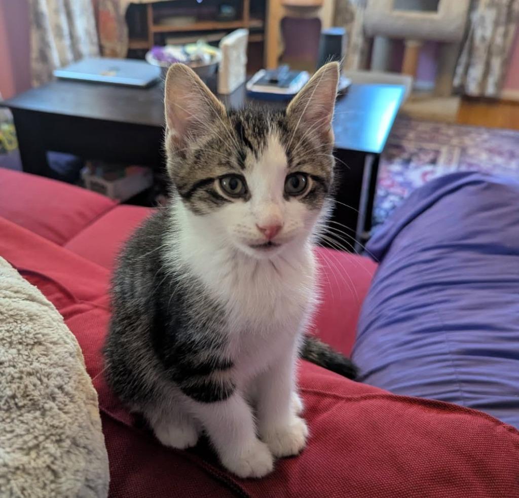 Enlarge Optic, a Adopted mixed breed in Parkville, MD image 2/2