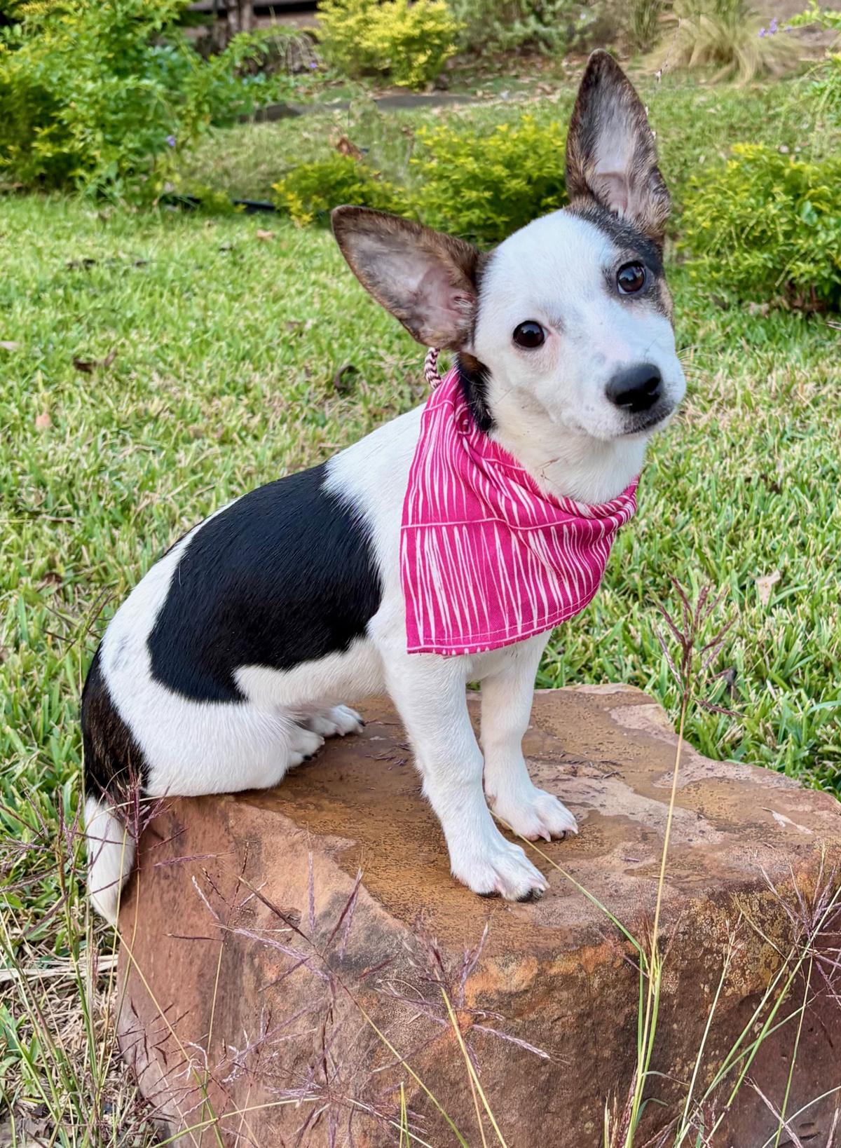 Enlarge PHOEBE- playful& smart!, a Adoptable mixed breed in Richmond, VA image 1/6