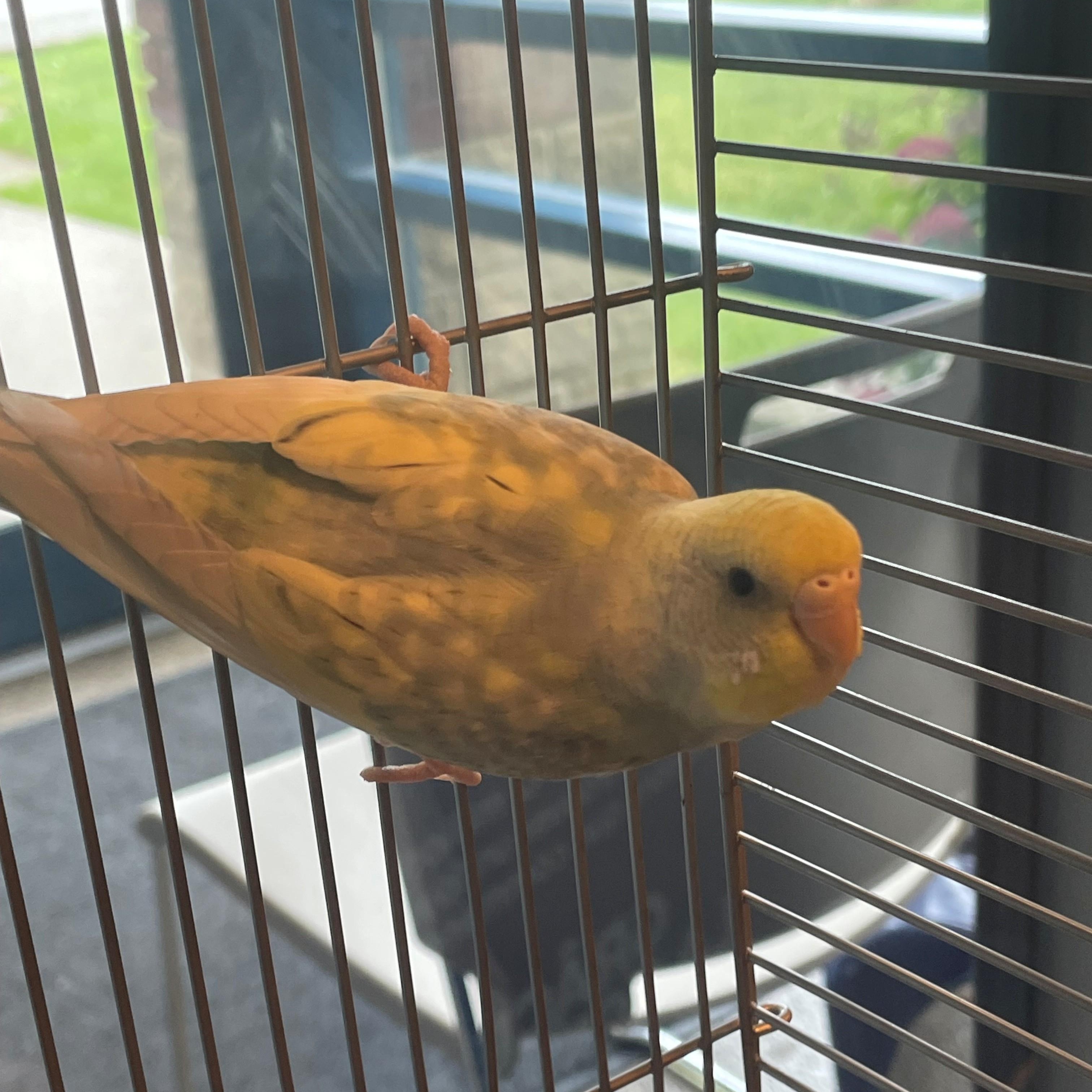 Phyllis, an adopted Parakeet (Other) in Burlington, ON image 3/3