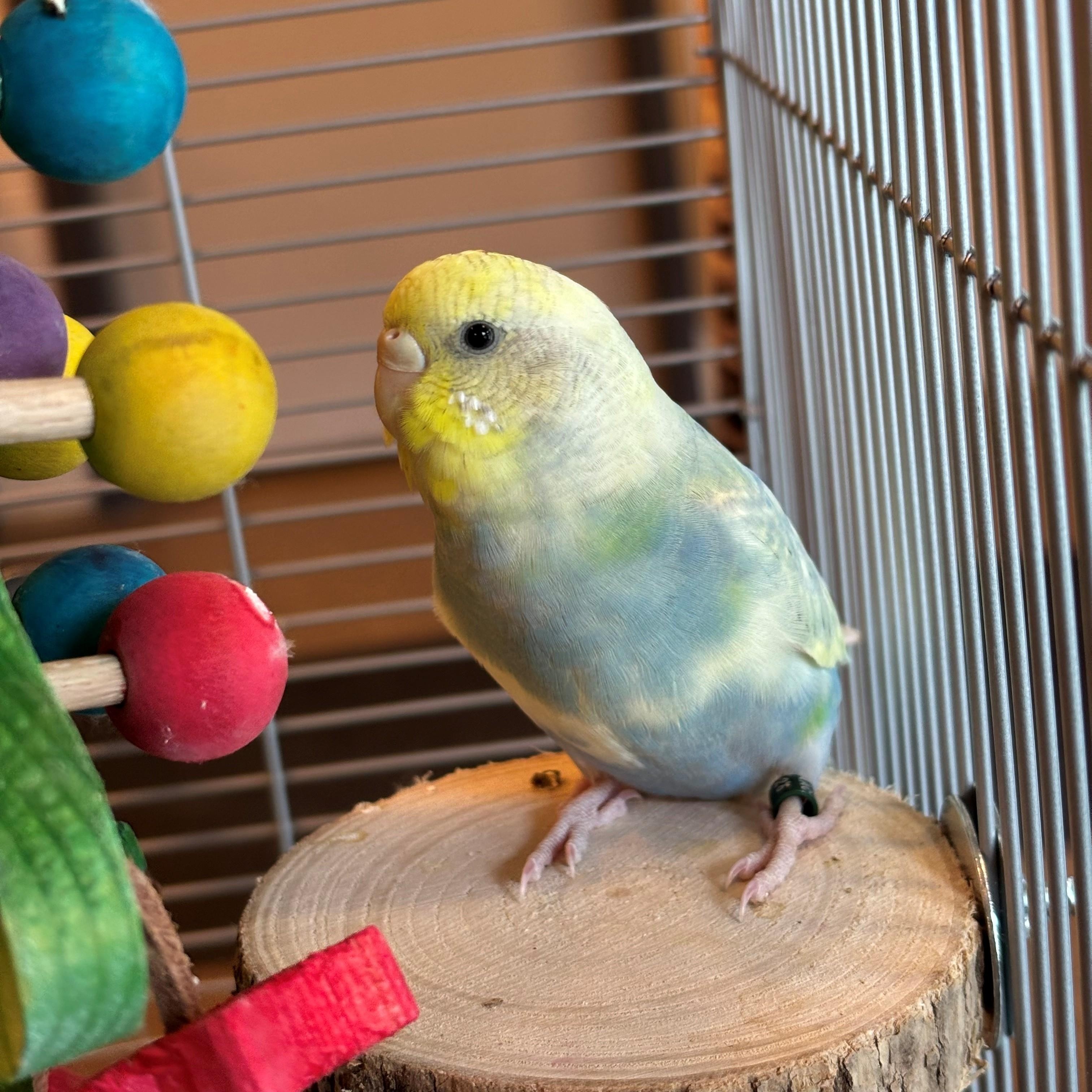 Phyllis, an adopted Parakeet (Other) in Burlington, ON image 1/3