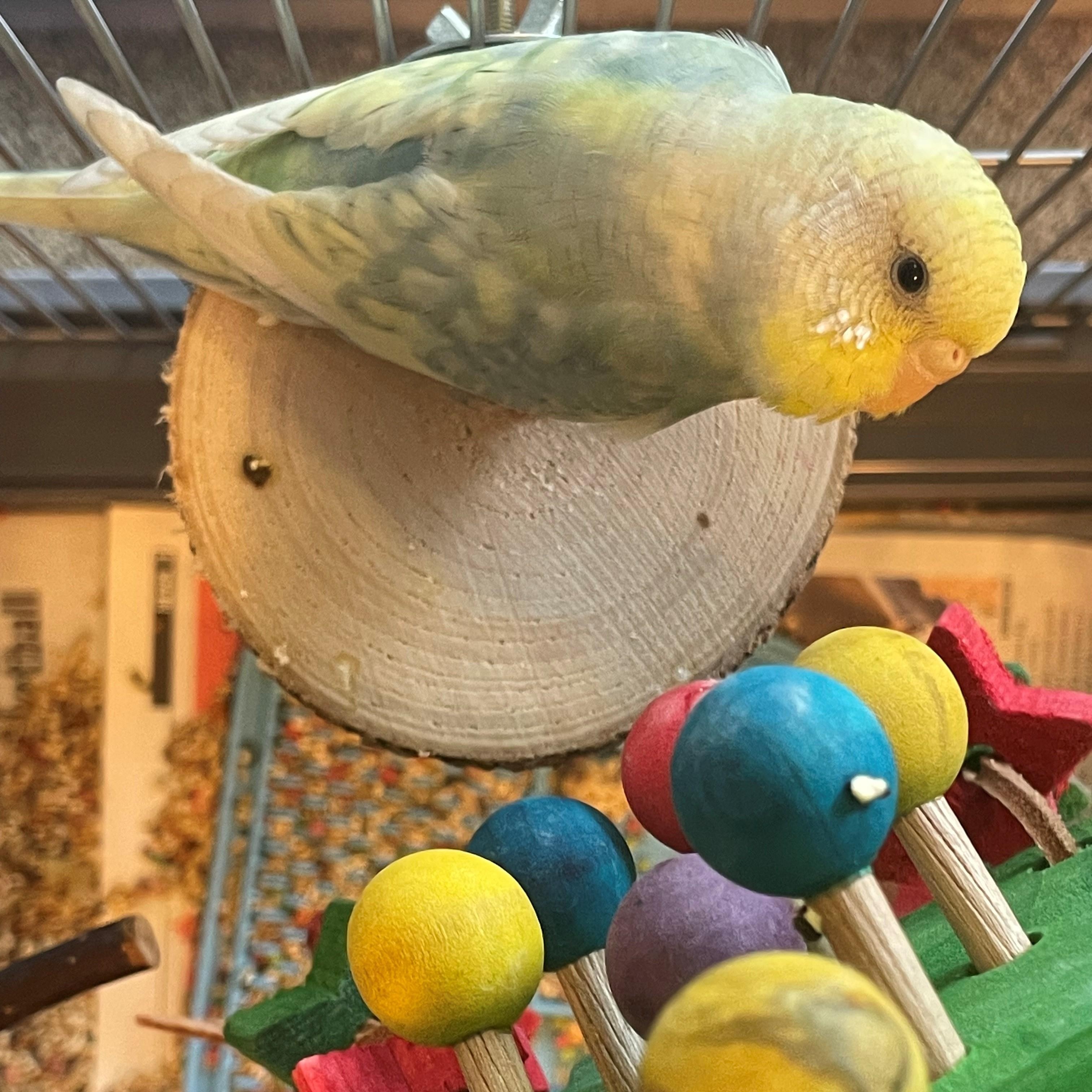 Phyllis, an adopted Parakeet (Other) in Burlington, ON image 2/3