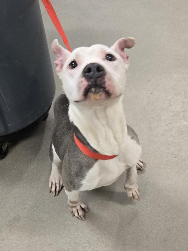 Enlarge Princess, a Adoptable mixed breed in Millersville, MD image 1/1