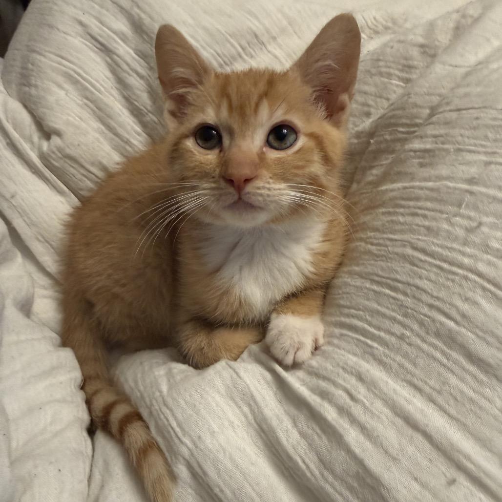 Rex, Adoptable, Kitten Male Domestic Short Hair.