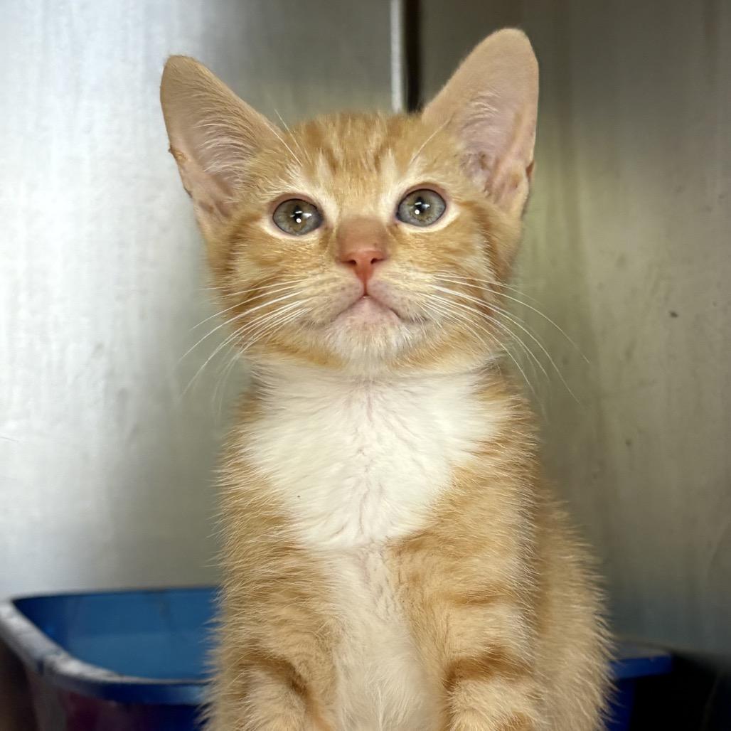 Enlarge Rex, a Adoptable Domestic Short Hair in Arden, NC image 3/3