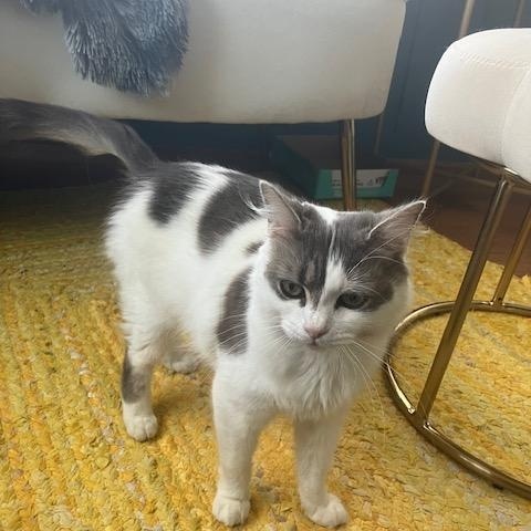 Ciara-Lapsitter, a ADOPTABLE mixed breed in Arlington, VA image 3/6