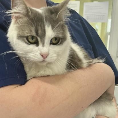 Ciara-Lapsitter, a ADOPTABLE mixed breed in Arlington, VA image 2/6