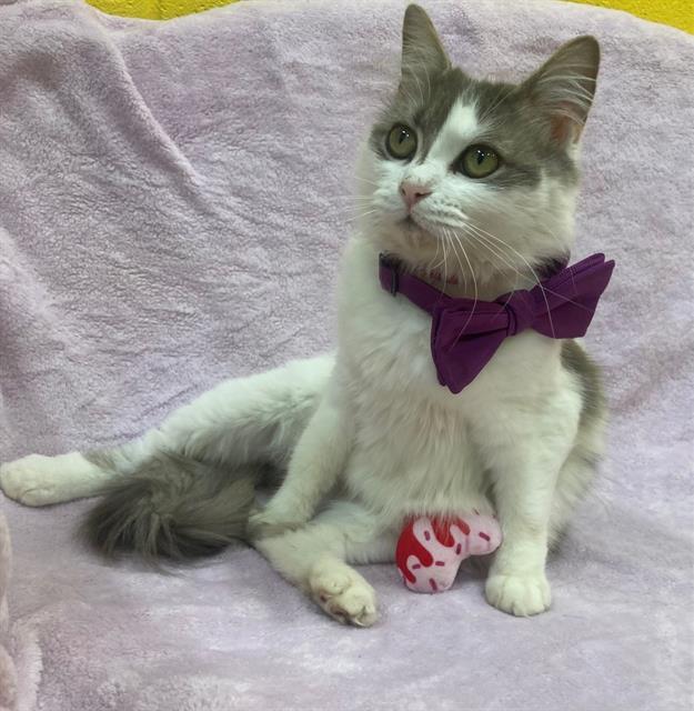 Ciara-Lapsitter, ADOPTABLE, Young Female Domestic Medium Hair & Persian.