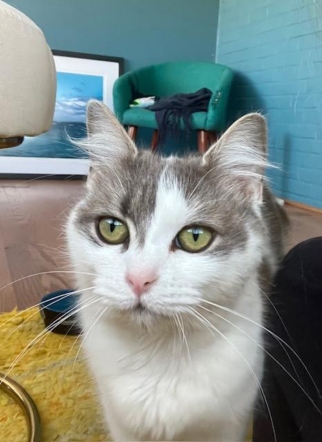 Ciara-Lapsitter, a ADOPTABLE mixed breed in Arlington, VA image 4/6