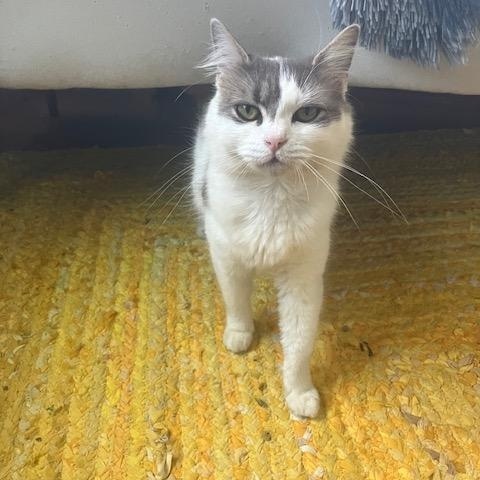 Ciara-Lapsitter, a ADOPTABLE mixed breed in Arlington, VA image 5/6