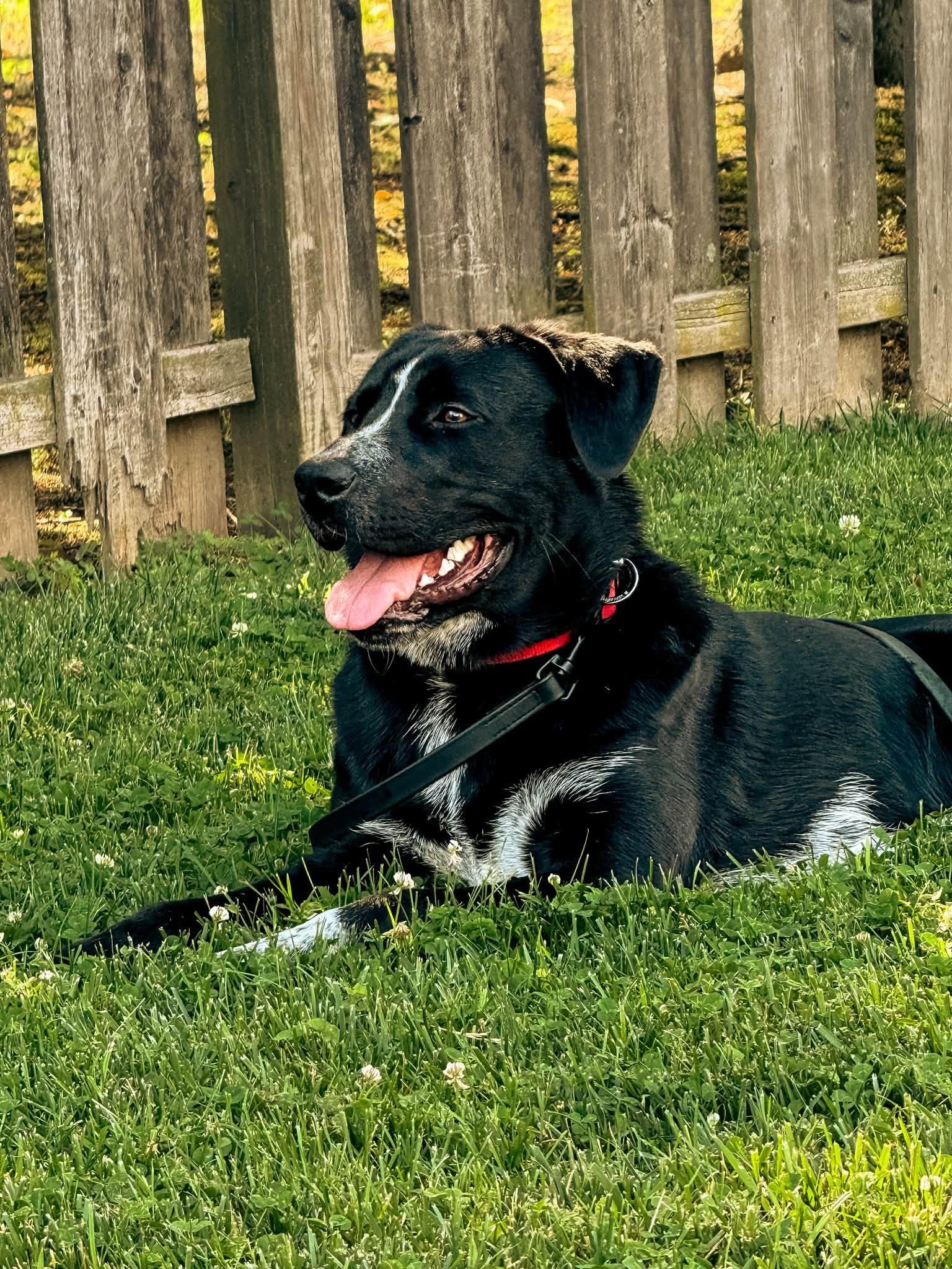 Enlarge Rocky, a ADOPTABLE mixed breed in Warrington, PA image 2/4