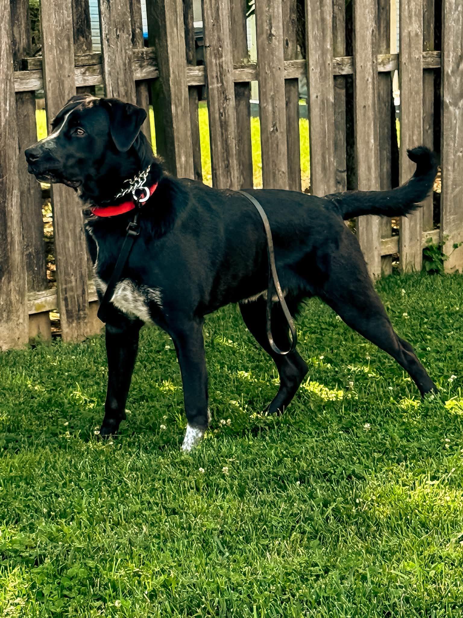 Enlarge Rocky, a ADOPTABLE mixed breed in Warrington, PA image 1/4