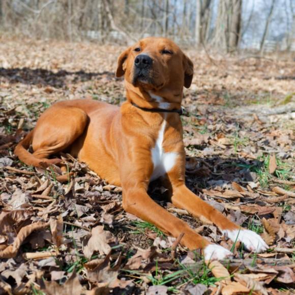 LEMON, Adoptable, Young Female Labrador Retriever & Redbone Coonhound.