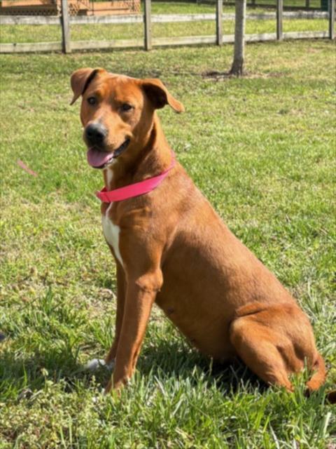 LEMON, Adoptable, Young Female Labrador Retriever & Redbone Coonhound.