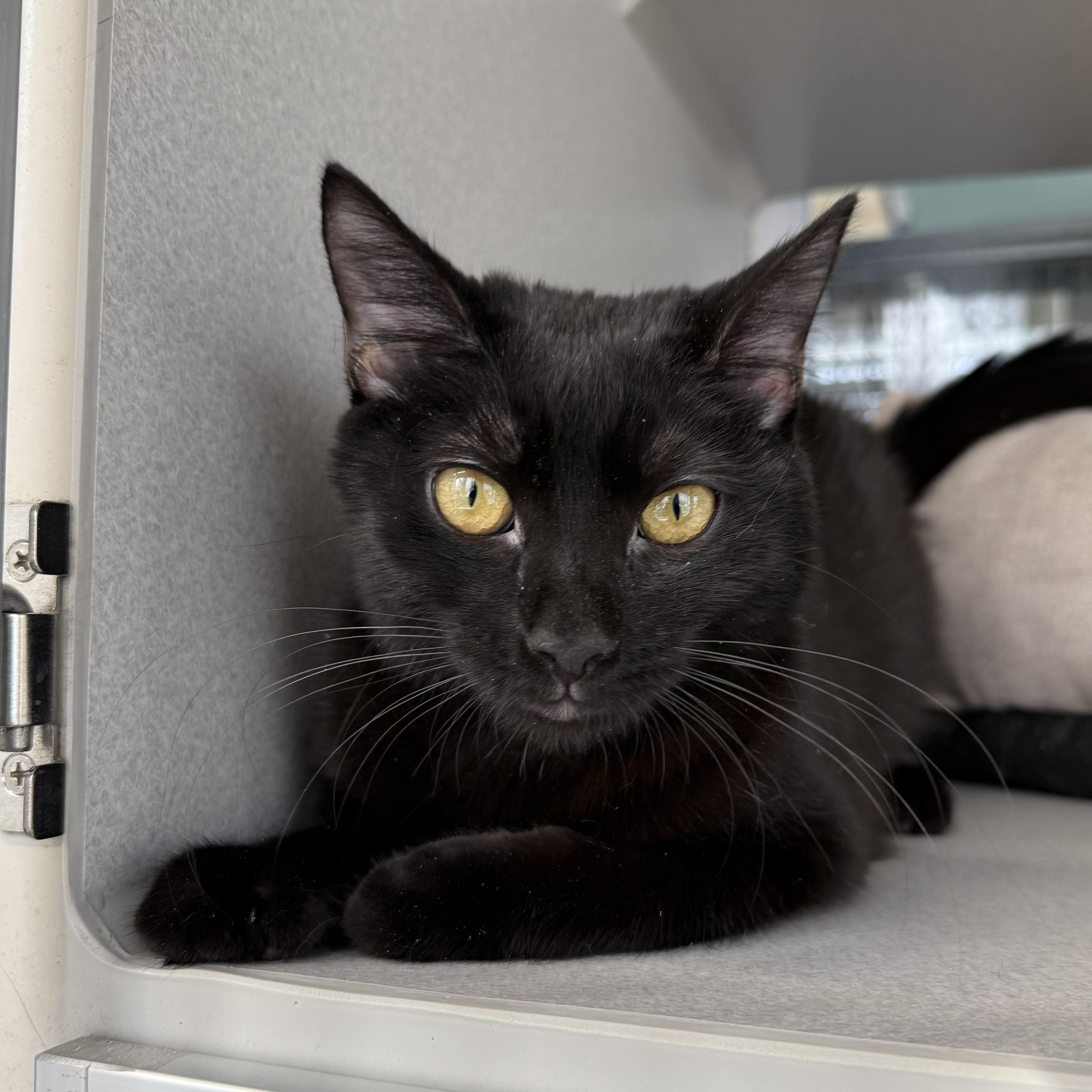 Enlarge Misty, an adopted mixed breed in West Milford, NJ image 1/1