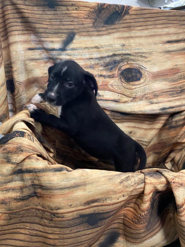 Enlarge Loretta, a Adoptable Mixed Breed in Minot, ND image 1/1