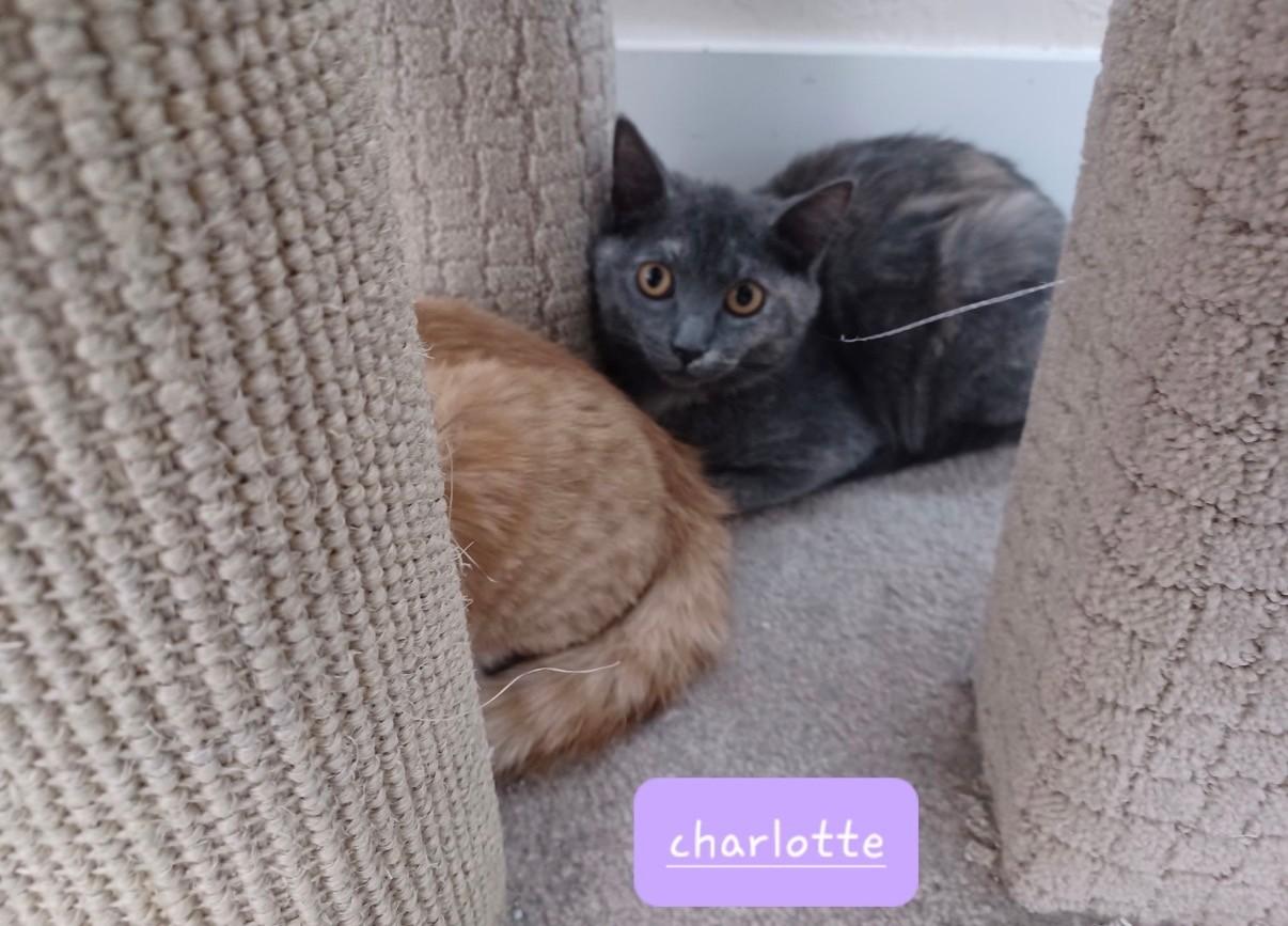 Charlotte, an adopted Dilute Calico in Walworth, WI image 1/2