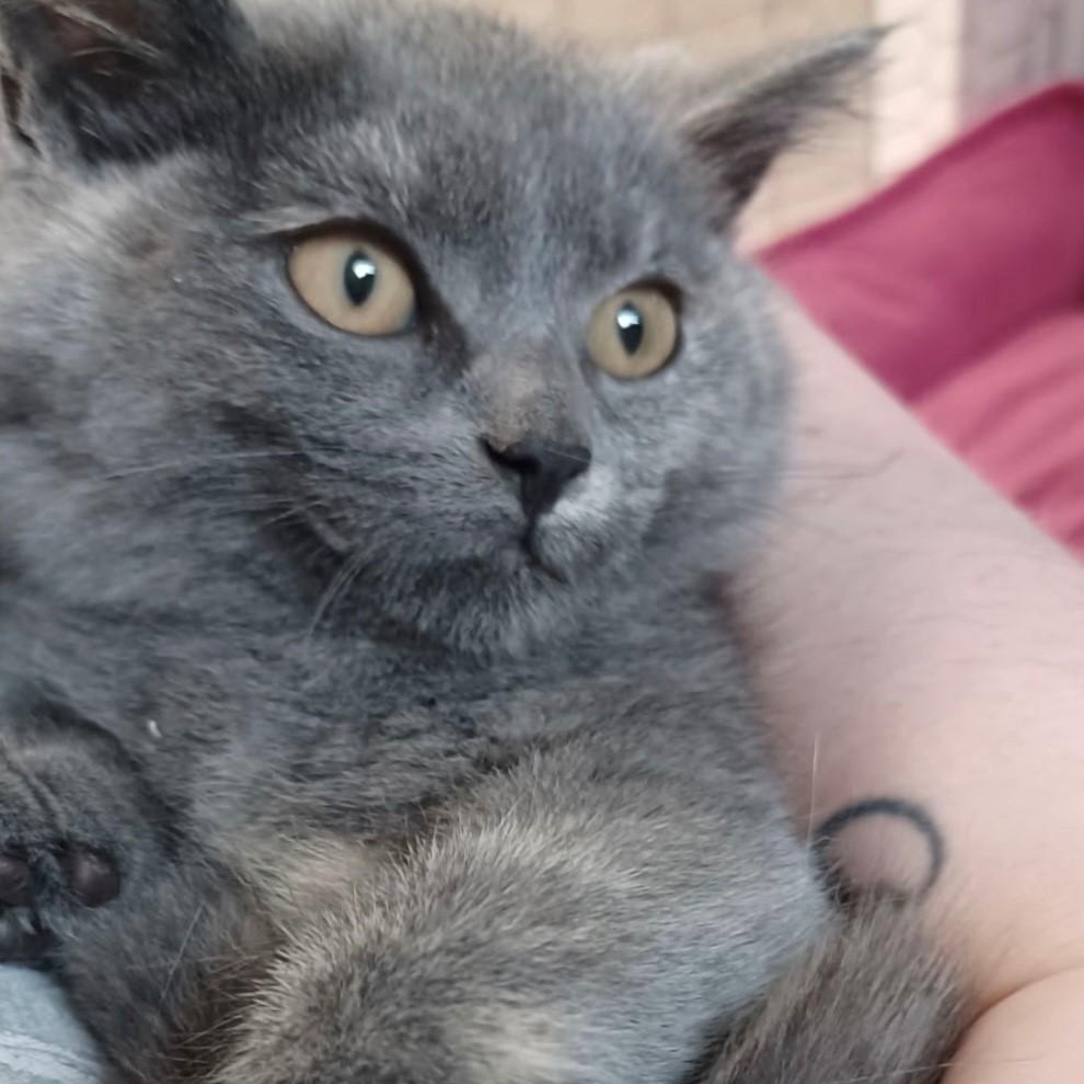 Charlotte, an adopted Dilute Calico in Walworth, WI image 2/2