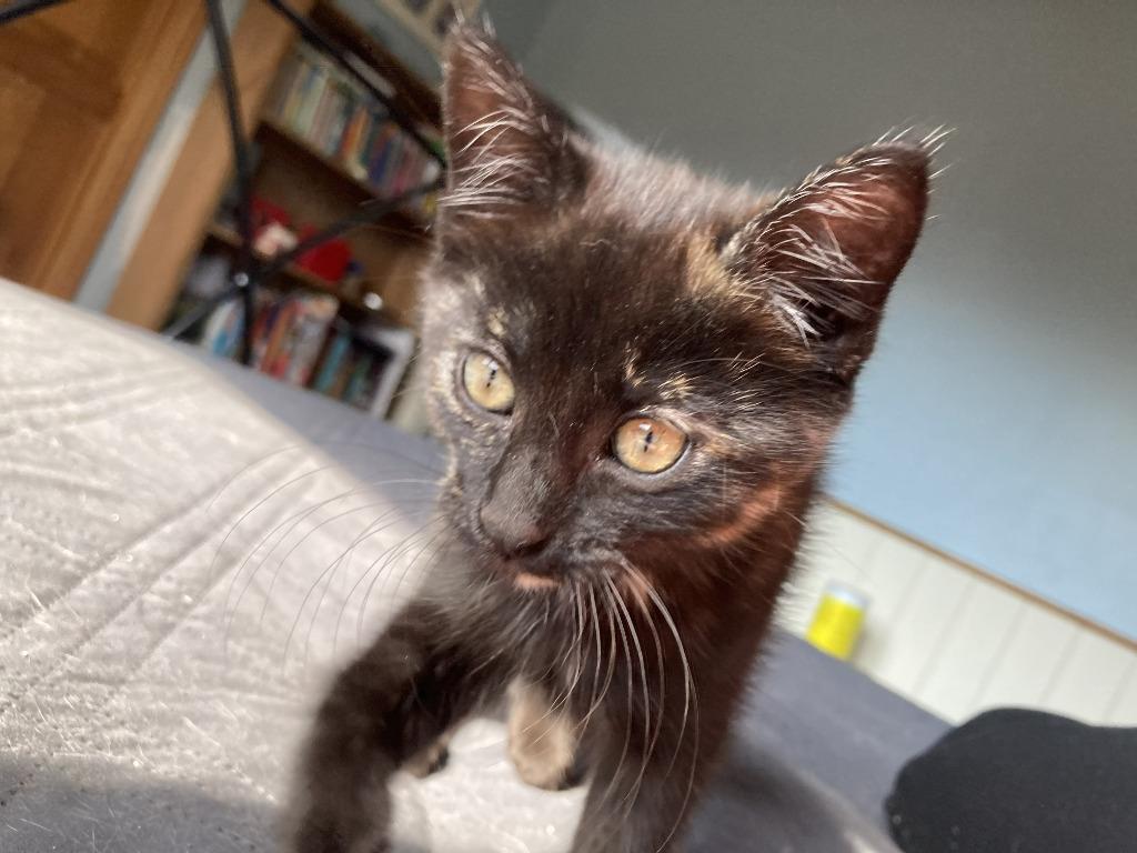 Enlarge MaeMae, a Adopted mixed breed in St. Cloud, MN image 1/1