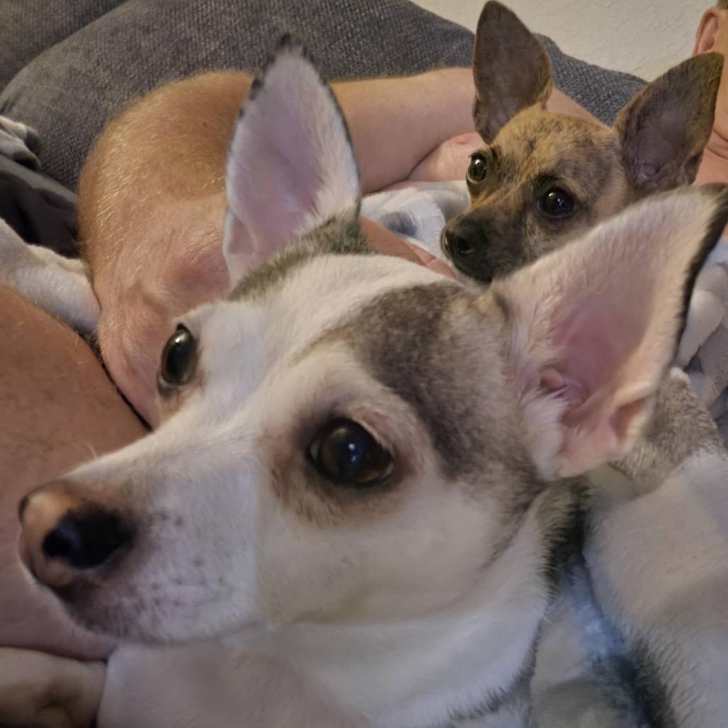 Enlarge Lilly Flower, a Adoptable Chihuahua in Lutz, FL image 1/4