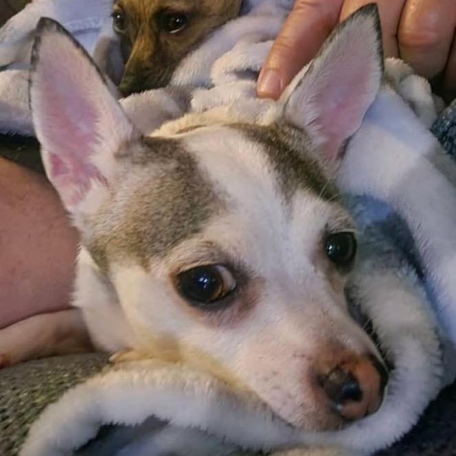 Enlarge Lilly Flower, a Adoptable Chihuahua in Lutz, FL image 2/4