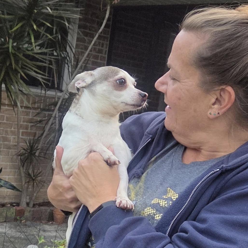 Enlarge Lilly Flower, a Adoptable Chihuahua in Lutz, FL image 3/4