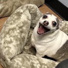 Enlarge Lilly Flower, a Adoptable Chihuahua in Lutz, FL image 4/4