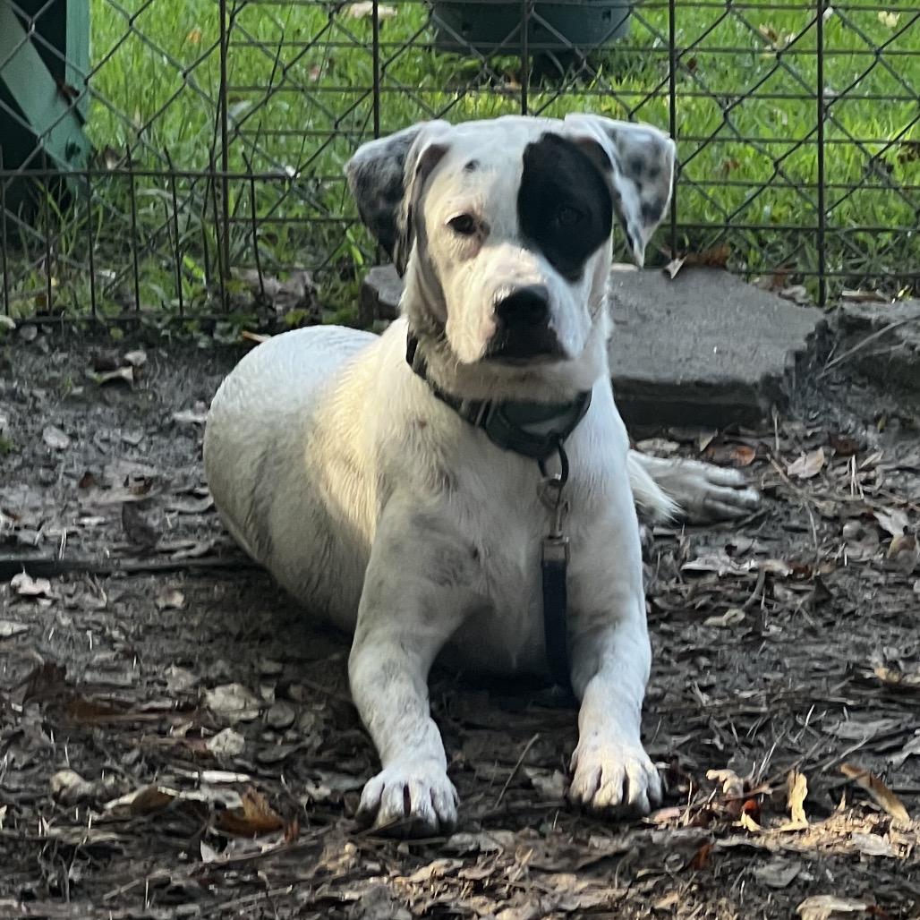 Enlarge Tora, a Adoptable mixed breed in Summerville, SC image 1/2