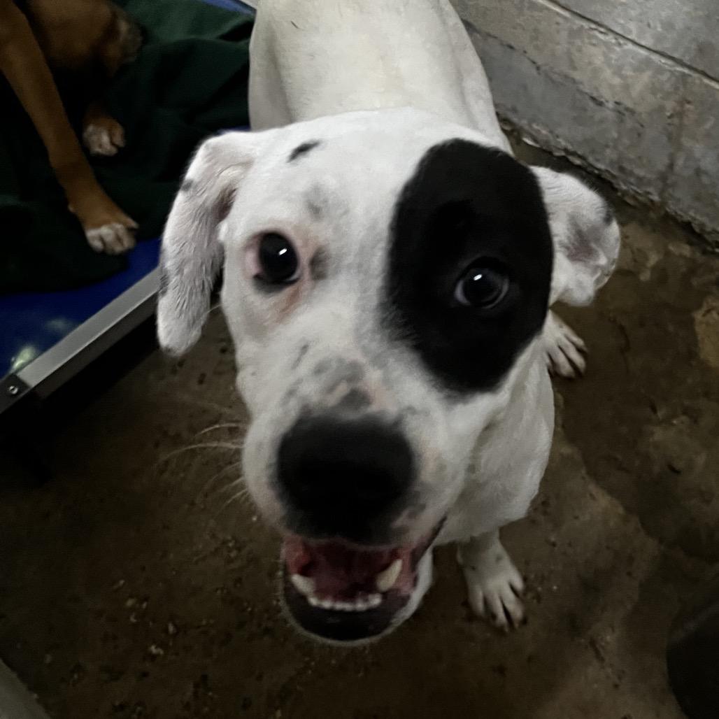 Enlarge Tora, a Adoptable mixed breed in Summerville, SC image 2/2