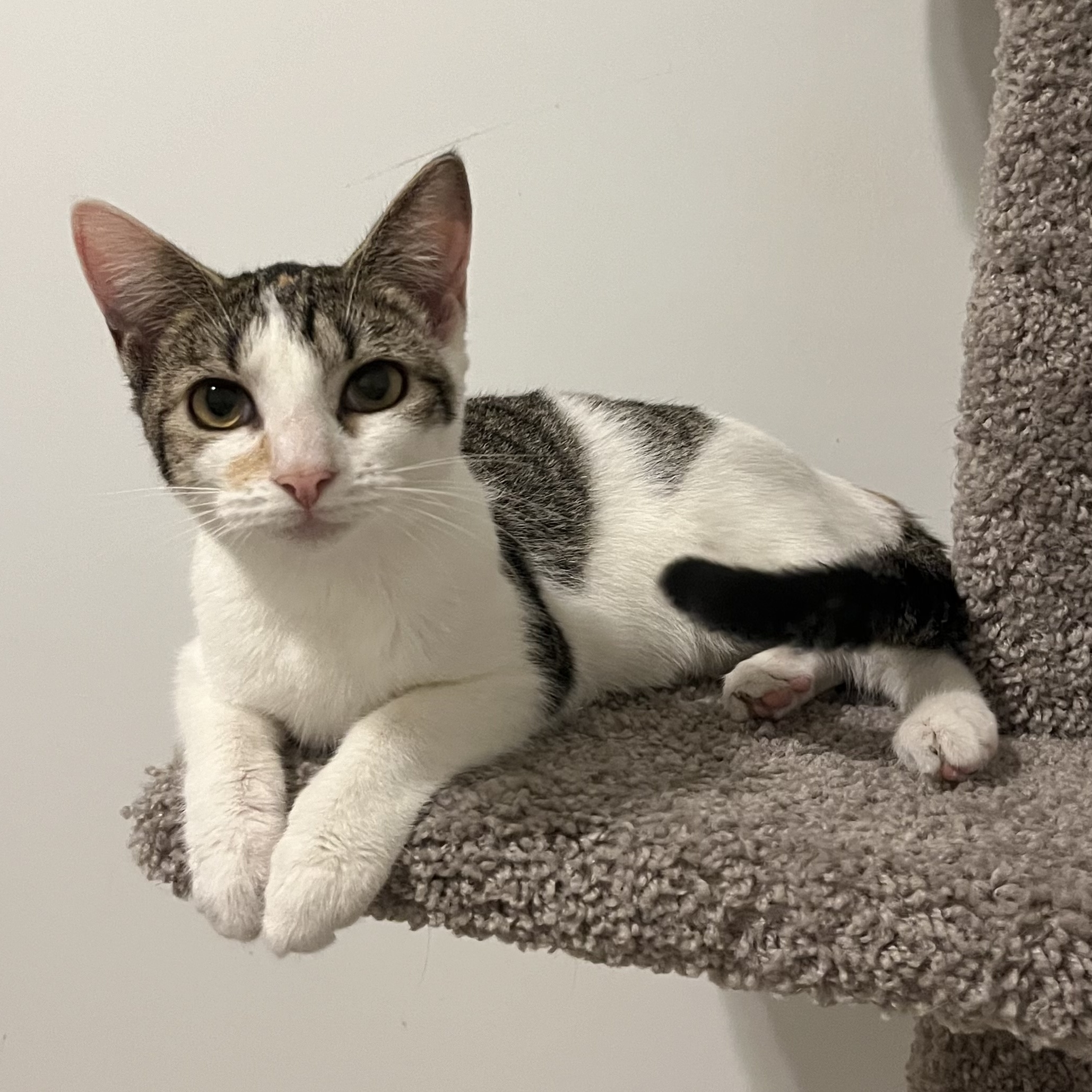 Chassis, a Adoptable mixed breed in Duluth, GA image 2/6