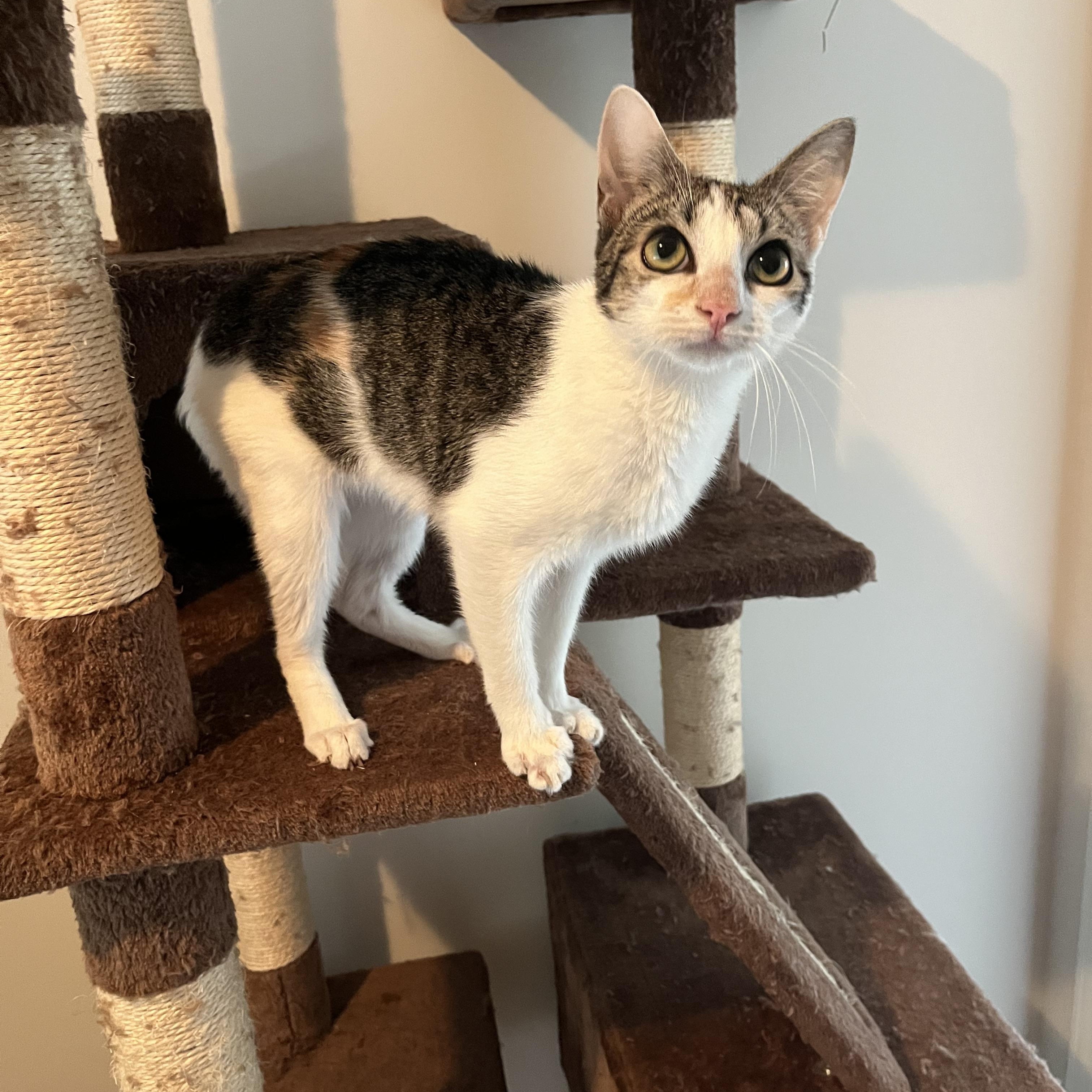 Chassis, a Adoptable mixed breed in Duluth, GA image 4/6