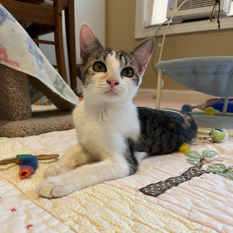 Chassis, a Adoptable mixed breed in Duluth, GA image 3/6