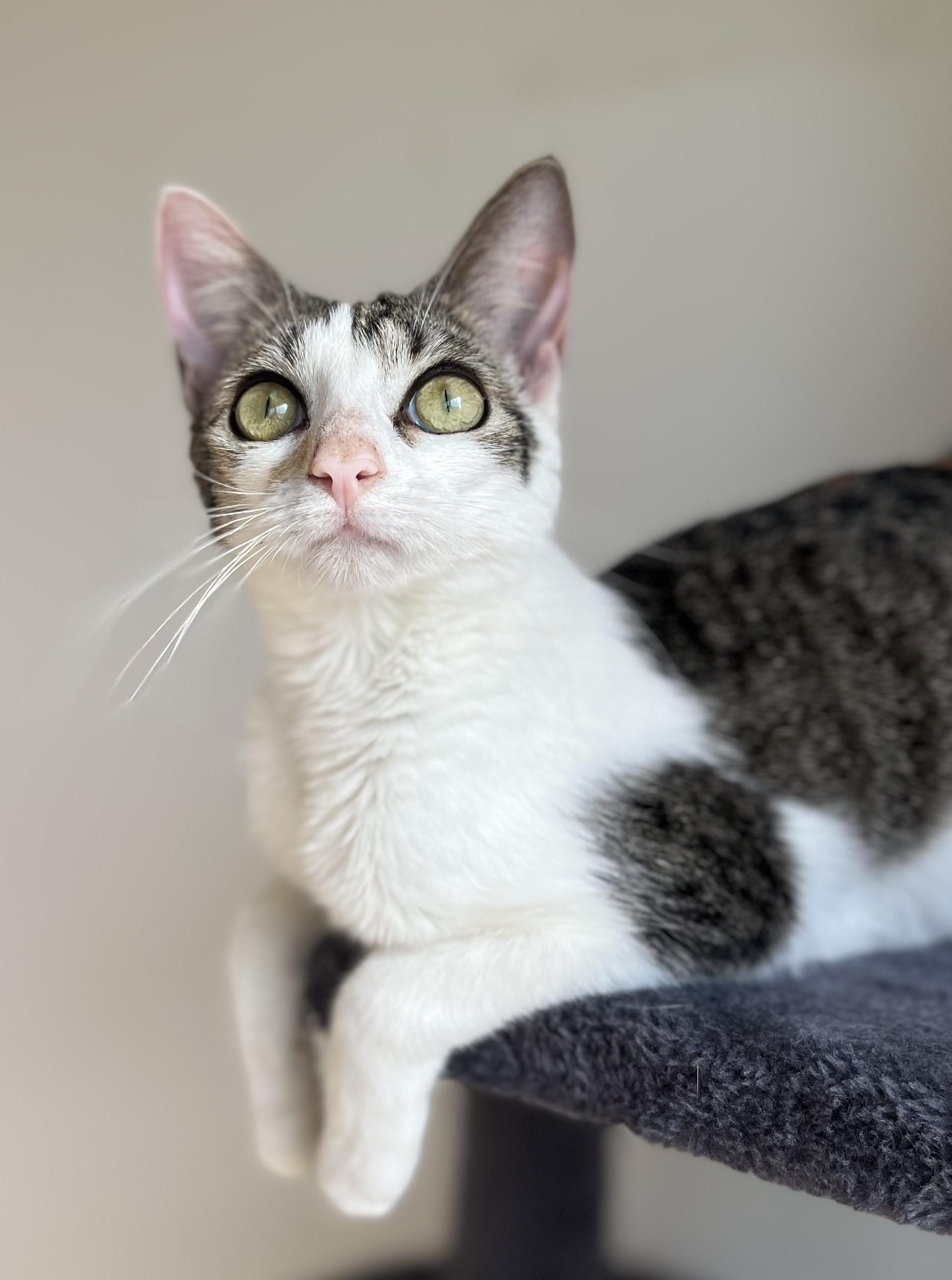 Chassis, a Adoptable mixed breed in Duluth, GA image 1/6