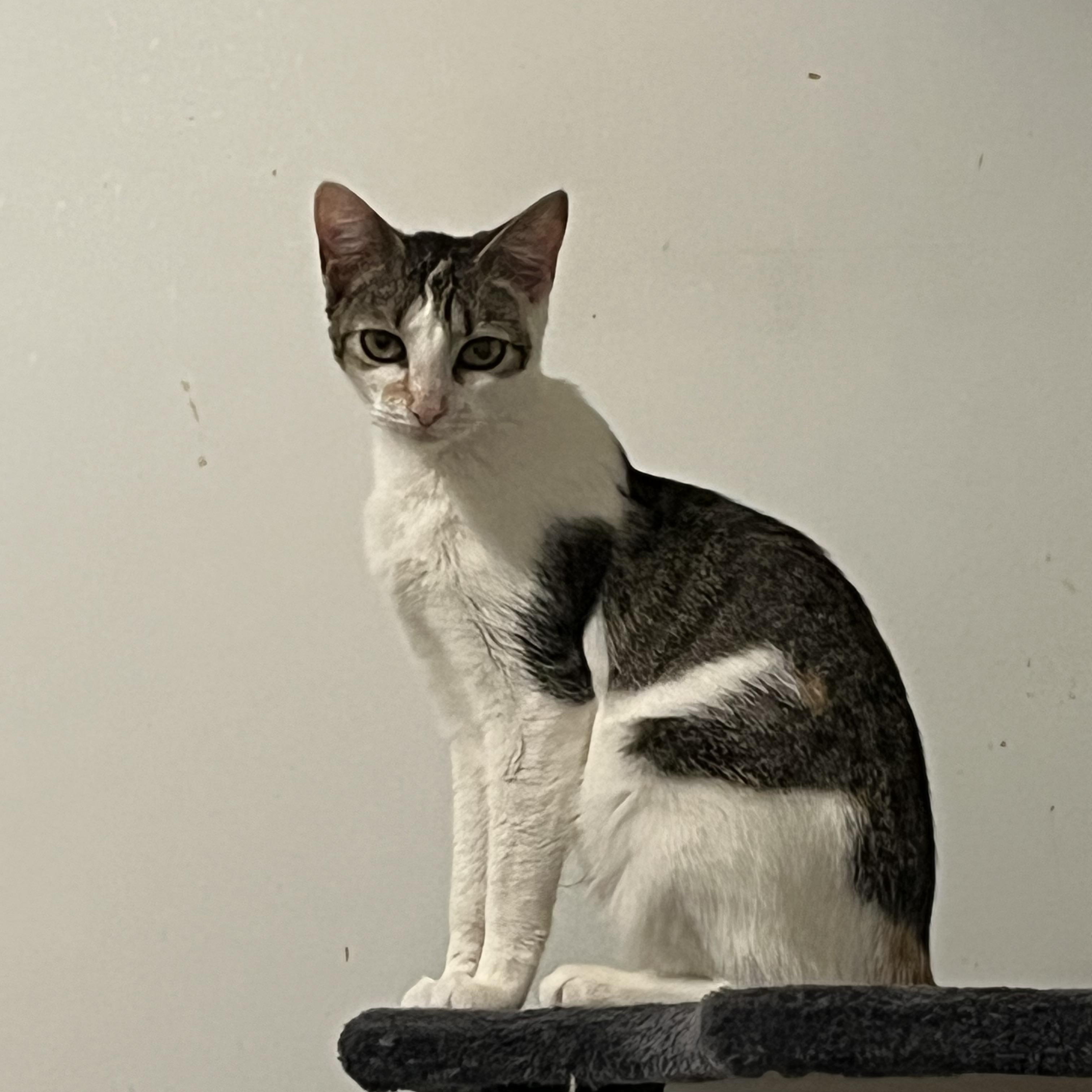 Chassis, a Adoptable mixed breed in Duluth, GA image 6/6