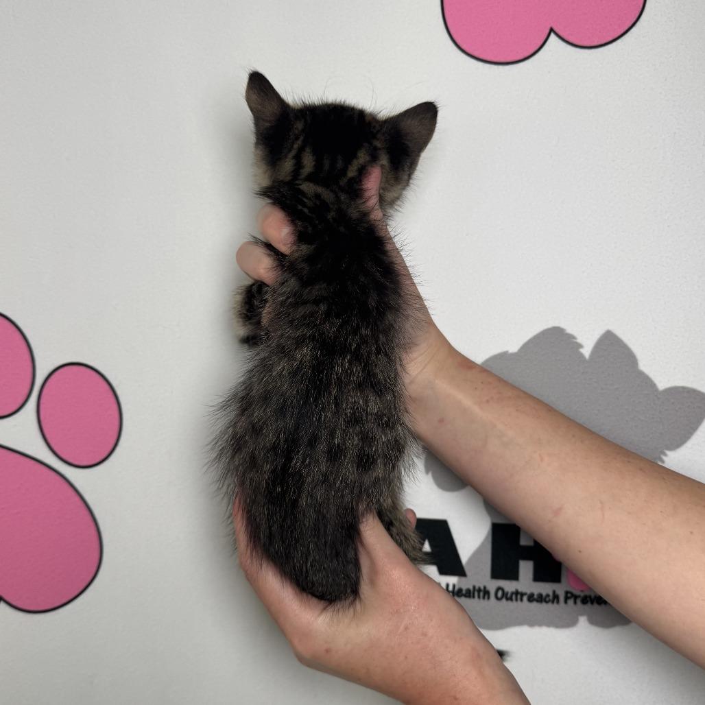Arthur, Adoptable, Kitten Male American Shorthair & Domestic Short Hair.