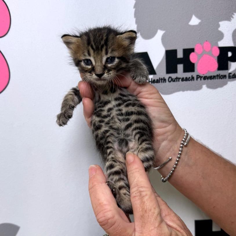 Arthur, Adoptable, Kitten Male American Shorthair & Domestic Short Hair.