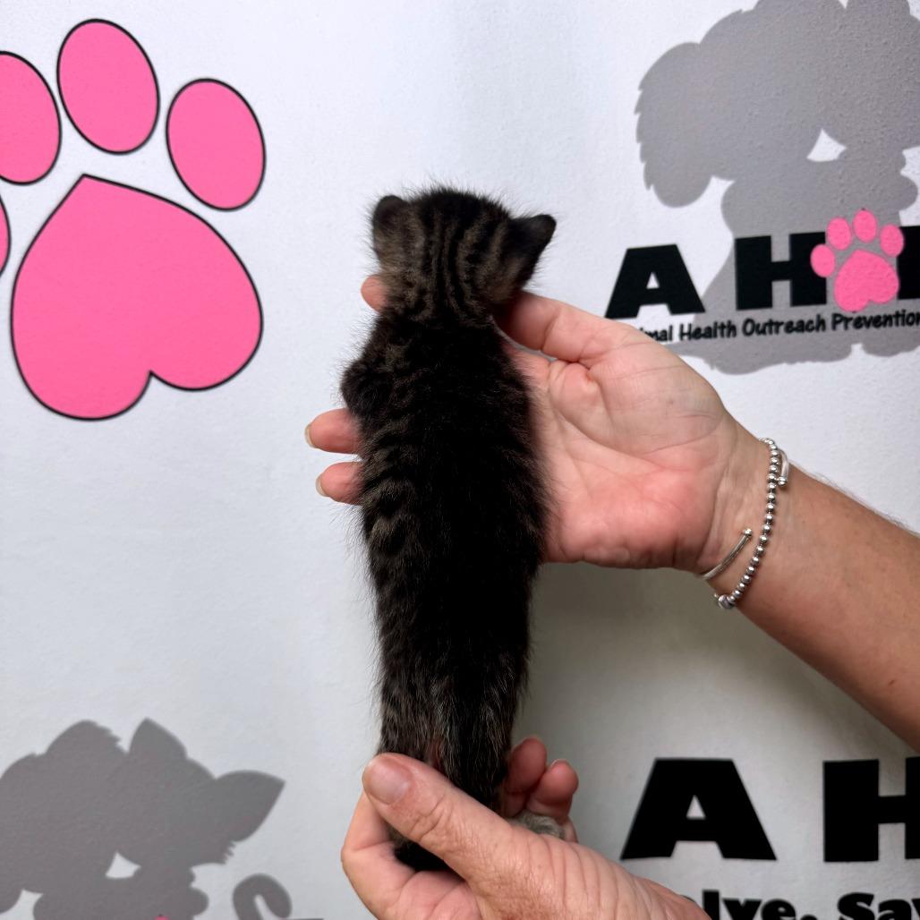 Enlarge Arthur, a Adoptable mixed breed in Milton, FL image 4/4
