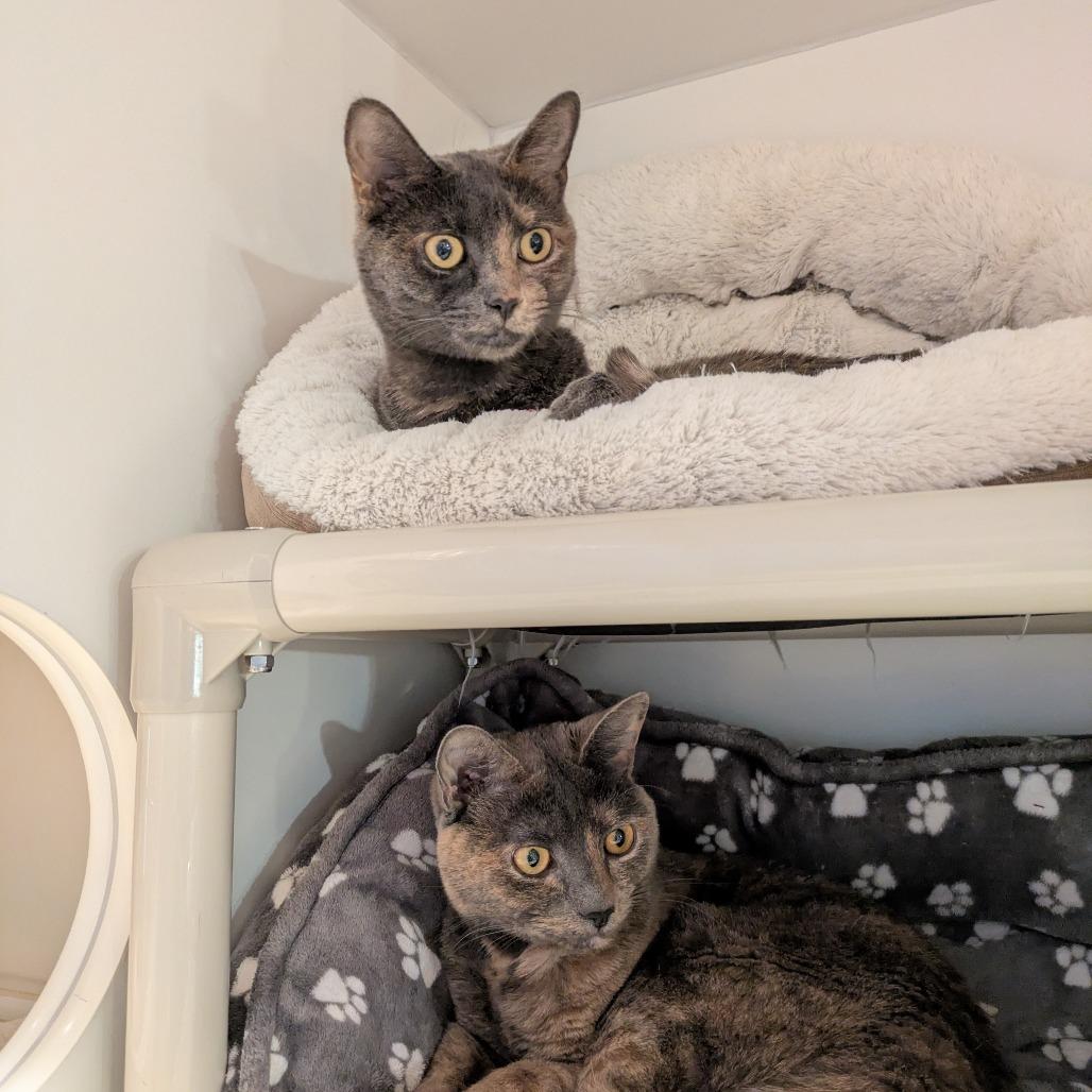 Enlarge Ashley, a Adoptable Domestic Short Hair in South Burlington, VT image 1/5