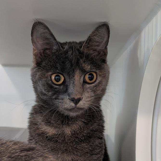 Enlarge Ashley, a Adoptable Domestic Short Hair in South Burlington, VT image 2/5