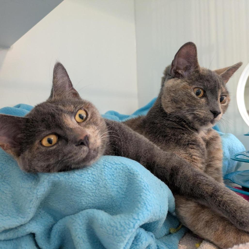 Enlarge Ashley, a Adoptable Domestic Short Hair in South Burlington, VT image 3/5