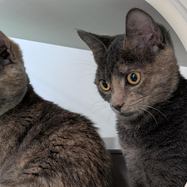 Enlarge Ashley, a Adoptable Domestic Short Hair in South Burlington, VT image 4/5